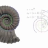 【Oxford Mathematics】The Mathematics of Sea Shells（无字幕）
