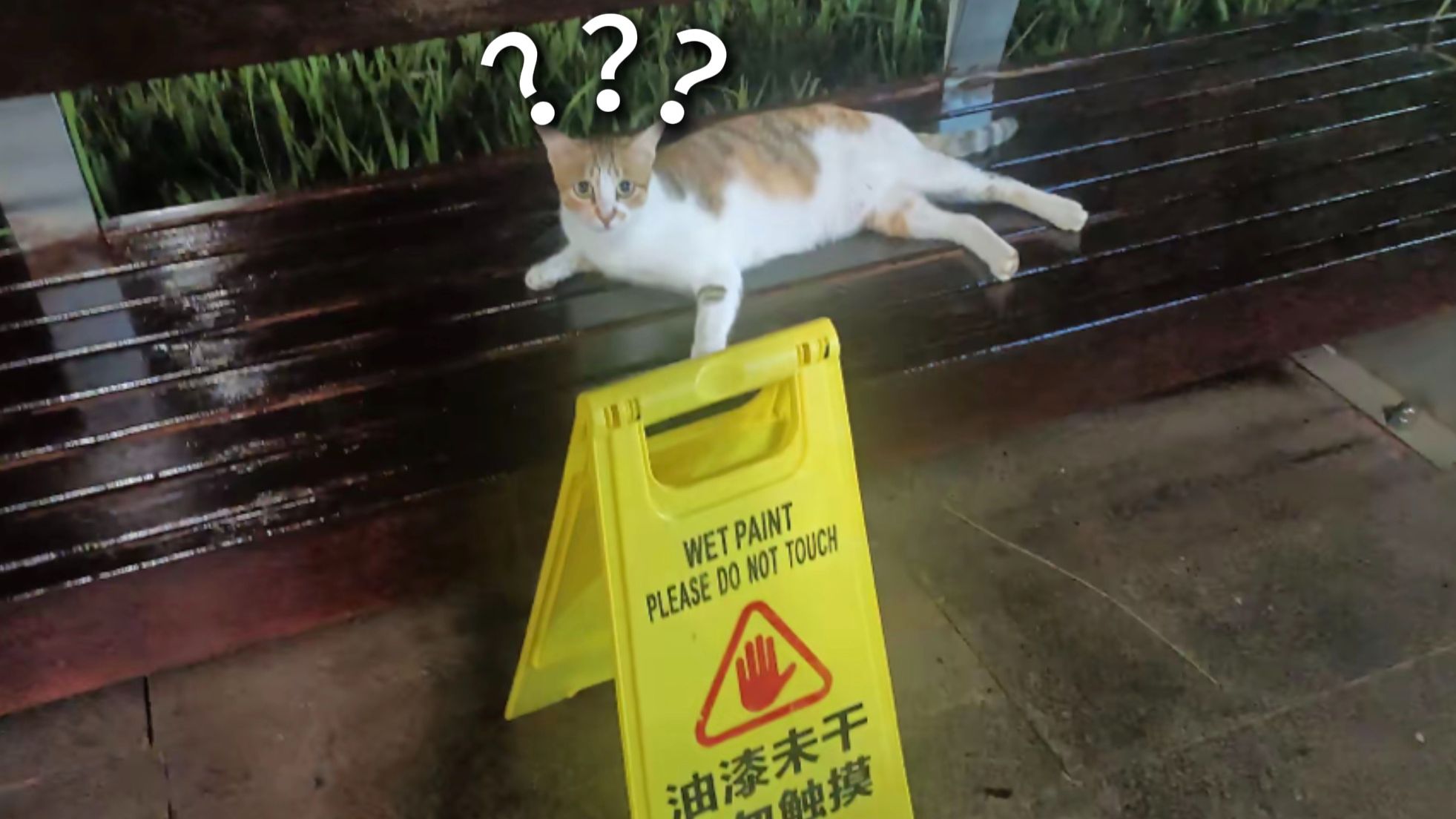 《动物迷惑行为大赏313》