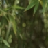 空镜头视频素材 夏季虚焦绿色竹子竹叶 素材分享