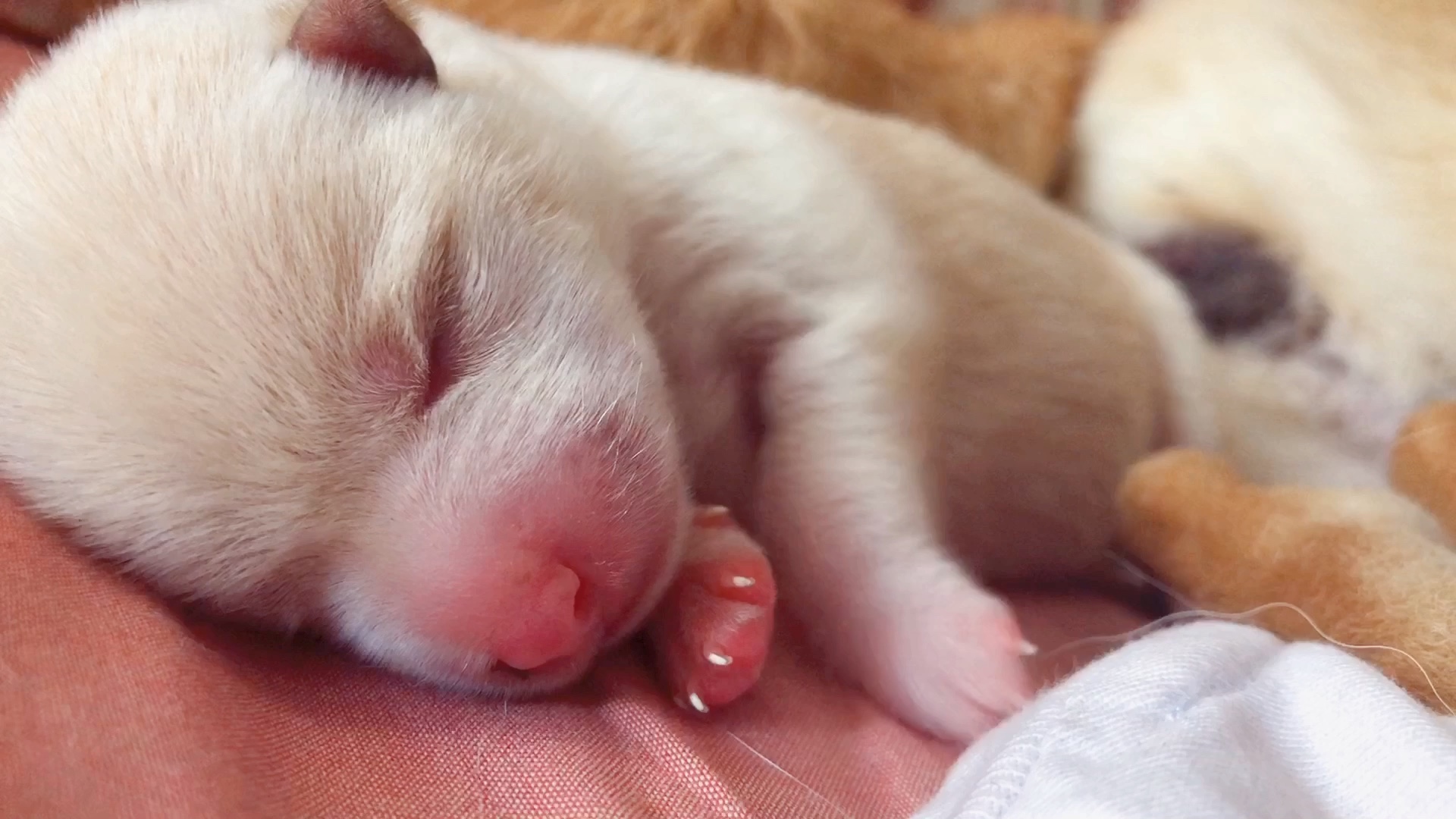 刚出生一天的新生狗狗幼犬(柴犬)