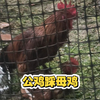 这新来的大公鸡真敬业