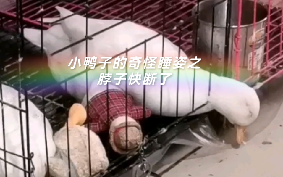 小鸭子的奇怪睡姿之脖子快断了,看来得快点给她准备一个小枕头了.