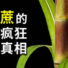 为什么说糖是甘蔗的阴谋？绑架人类味觉，用C4光合作用开挂，成为世界上产量最高的农作物
