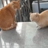 在朋友公司楼梯上有两只橘猫正在吵架，还动手打起来了