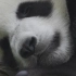 活的博物馆——四川大熊猫栖息地 《中国微名片——世界遗产》（第一季）【CCTV纪录】