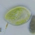 【微生物猎人】绿草履虫—奇妙的内共生绝活