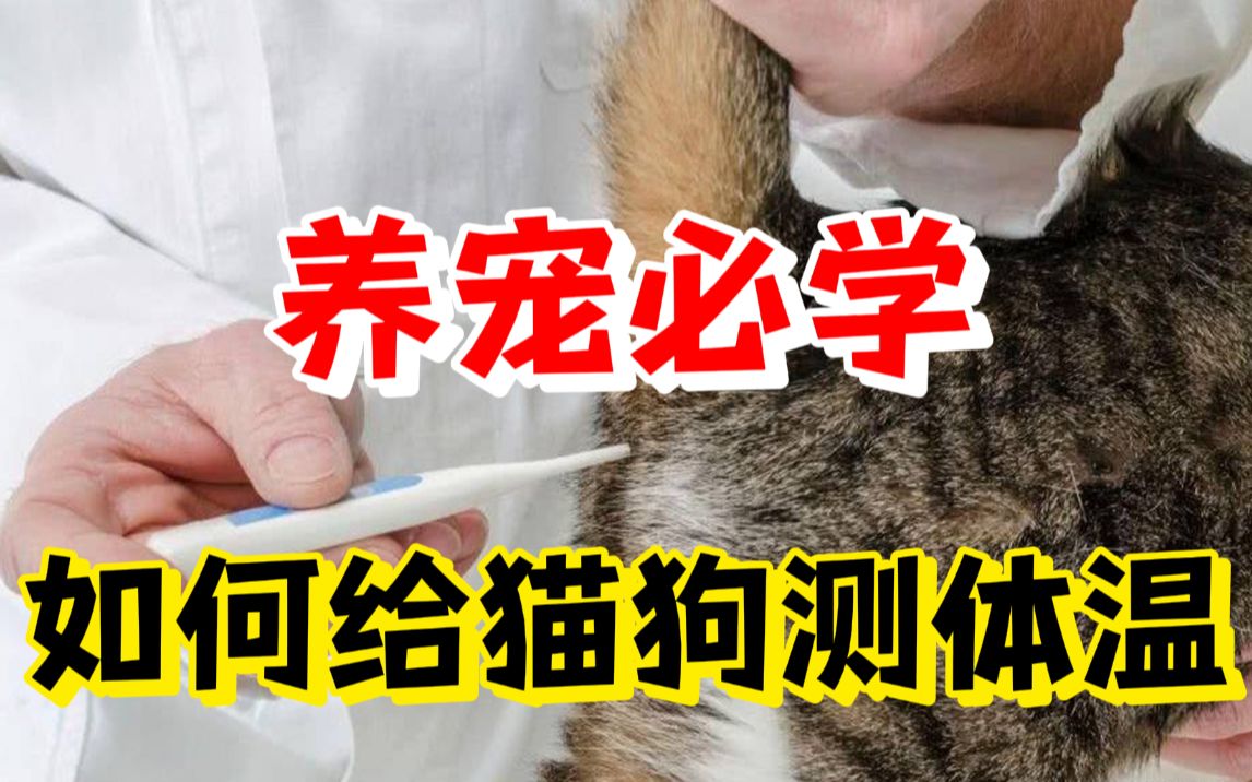 一分钟教会你给猫/狗测体温！