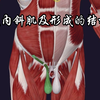 腹壁的肌肉：腹内斜肌及其形成的结构