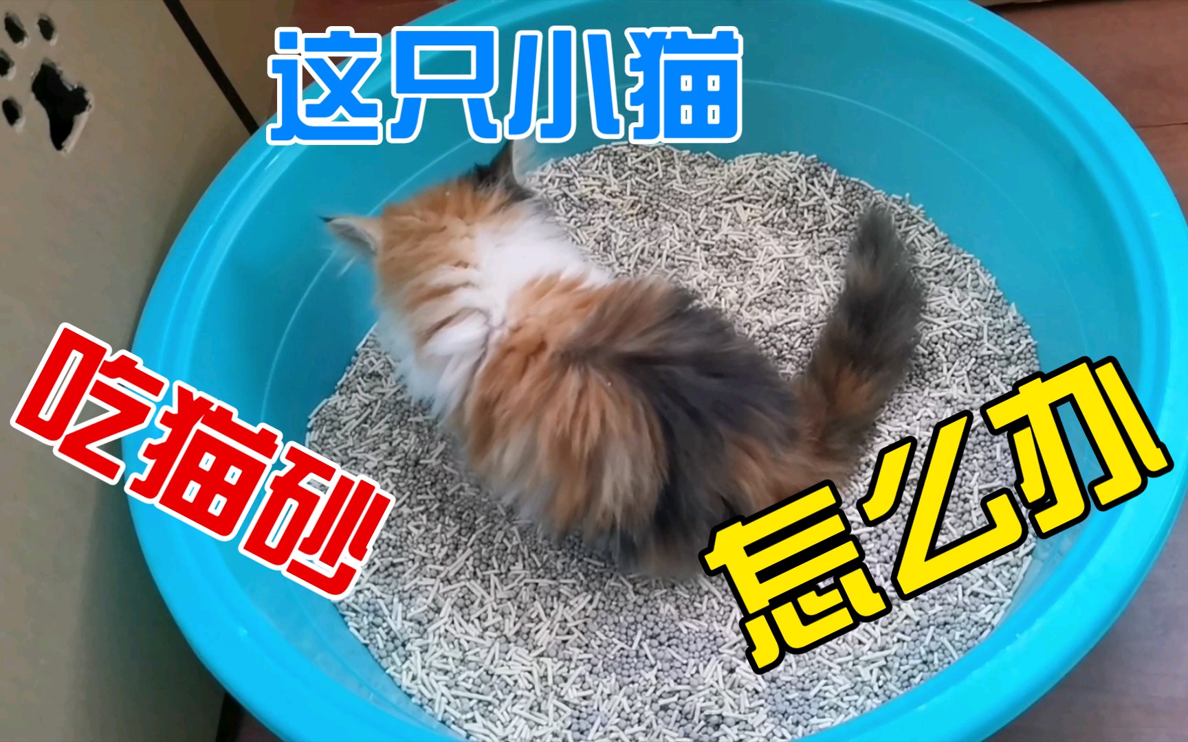一只小猫吃猫砂，对身体有什么影响，玩猫砂还有救吗