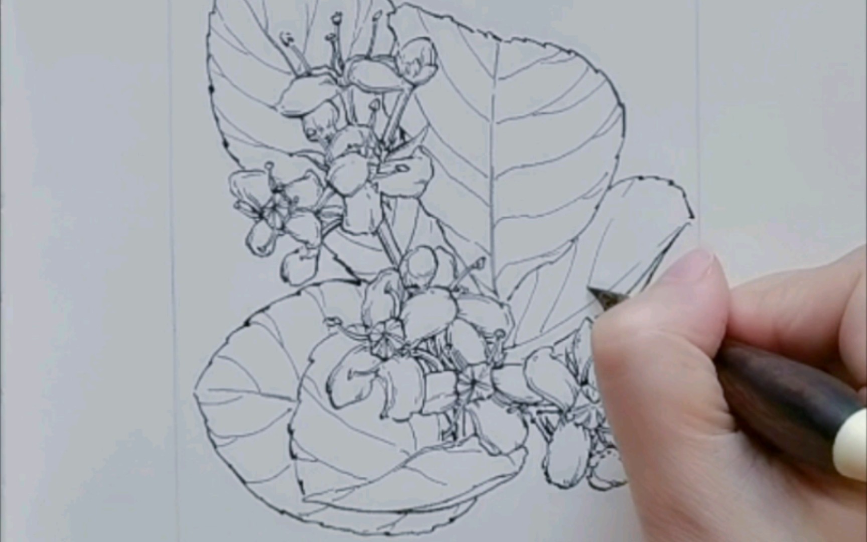 今日份写写画画练习——冬青卫矛