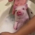 【这里全是小猪猪】伺候居居洗澡~  这家伙居然在笑