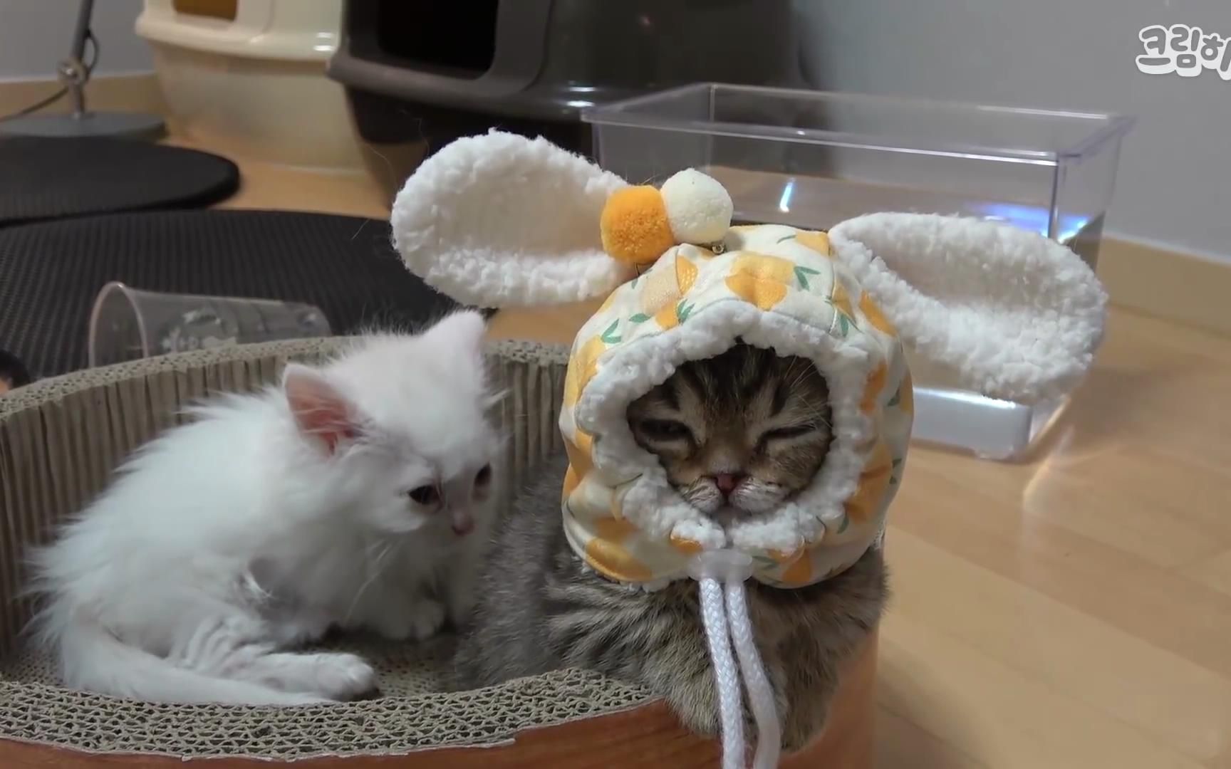 【CreamHeroes-7只猫和人类】【野生字幕】曼赤肯金短腿猫LULU的合辑