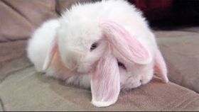 1cda7bd2b87aeaa77cfcabedbfdda15f49dad0f5.jpg@280w_158h_1c_100q.jpg