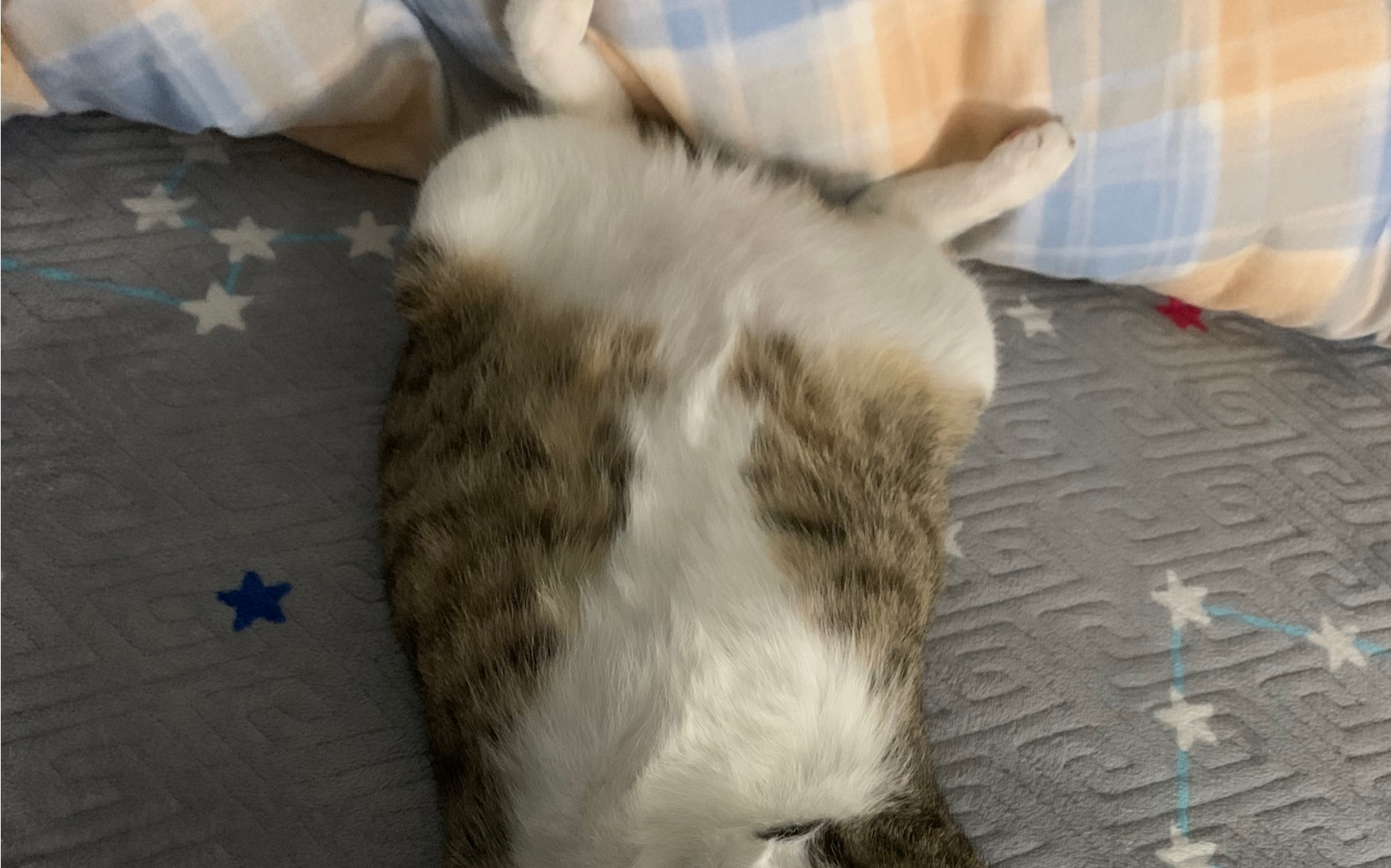 这个肚肚看起来很好rua(⁎⁍̴̛ᴗ⁍̴̛⁎)酒酿大丸子酒酿大丸子哔哩哔哩视频