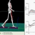 3D可视化步态分析 visual3D gait analysis