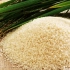 粮食之祖：稻谷和粟的发展史