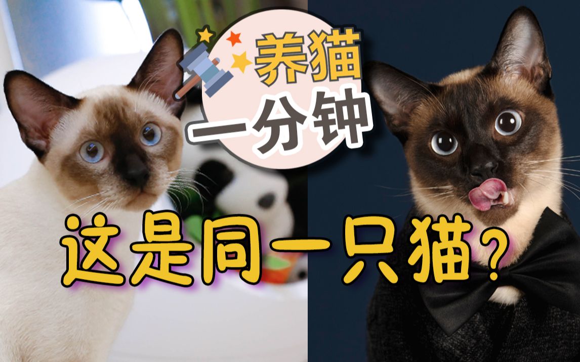 一分钟养猫常识：挖煤猫越冷越黑是真的吗？真相来了不要哭