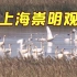 候鸟迁徙越冬季来了！快到上海崇明东滩来观鸟