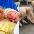 家养松狮犬撕咬12天大男婴至其重伤身亡，警方：家长要负全责