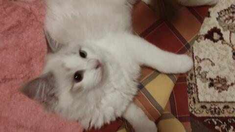 1d33ea828baabe19cee4a581d31e2ed3b34946be.jpg@480w_270h_1c