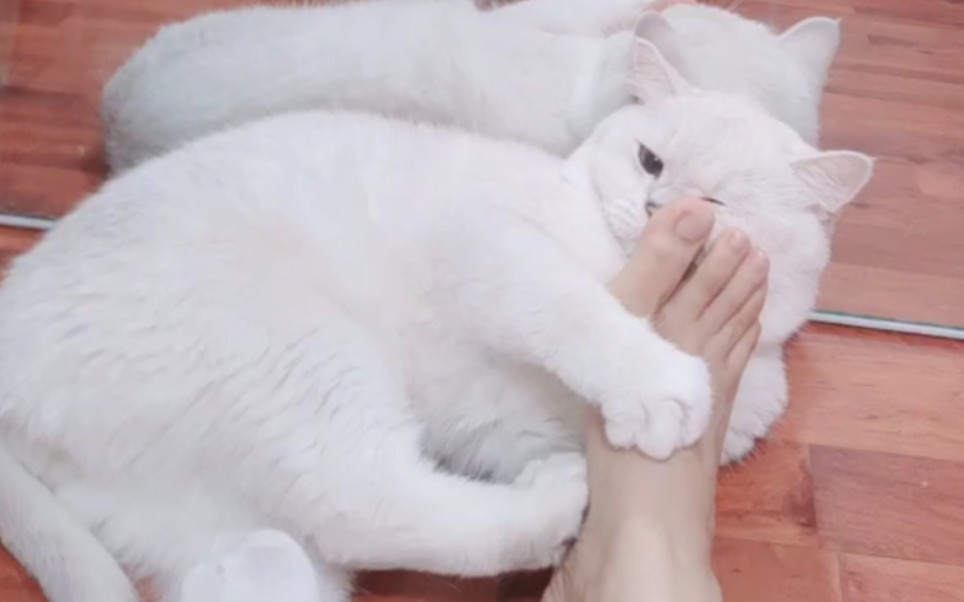 Cat I ah favorite dog Xiu Jin Er Sa Man's jade! Especially the walnut dog Shujin'er.