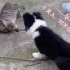 捆绑，豹纹，猫耳娘（doge