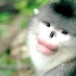 你所未见的云南——滇金丝猴