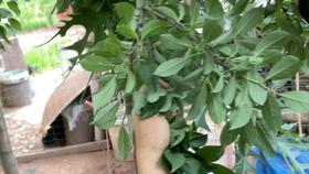 黄皮是哪个季节的 1d5650c667add5e5d68b23e6c1ef4f92a67595c3.jpg@280w_158h_1c_100q.jpg