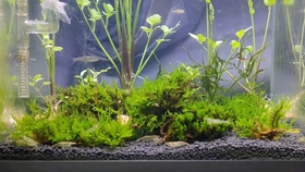 水生木的具体表现 1d56982ec9f63407d2747836b3aafa56e5a13f36.jpg@280w_158h_1c_100q.jpg