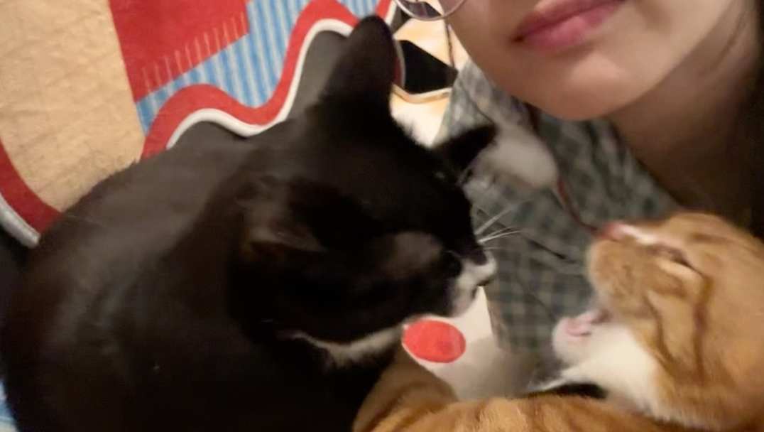 当我预判了小猫的预判