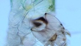 1d5e262cd101c56acd26d75fe57540c24382bb7f.jpg@280w_158h_1c_100q.jpg
