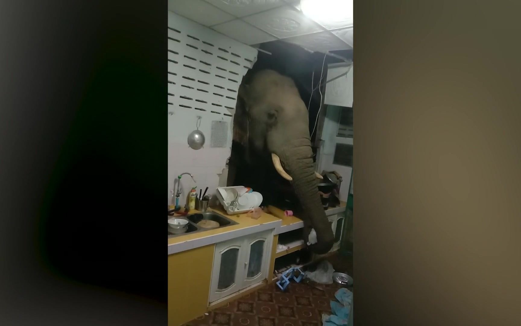 凌晨 2 点，饥饿的野生大象撞开厨房墙壁寻找食物吃