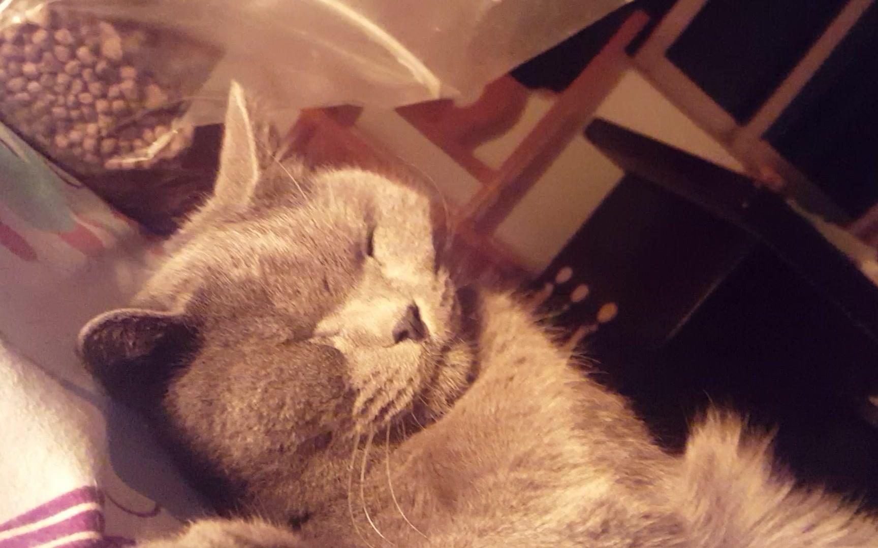 【蓝猫猫猫_】猫咪睡觉的日常哈哈哈,失眠必看!_动物
