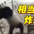 幸福肥！旅俄大熊猫画风突变 体重狂飙40公斤