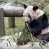［旅美］和大熊猫丫丫一起庆祝国际熊猫日！饲养员在她的展区周围放满了葡萄 这是她最爱的零食( ˉ͈̀꒳ˉ͈́ )✧ -20