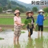 越南阿俊团队都在农田里干农活，一起种水稻。