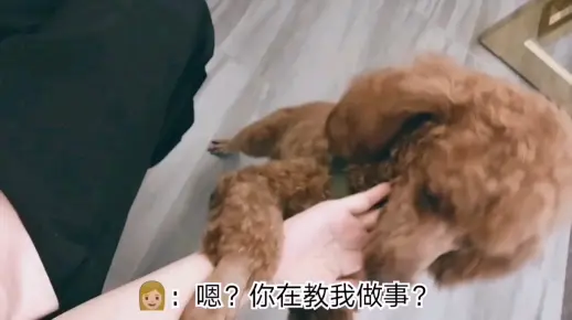 【狗子】：你该这样撸～算了还是我撸你吧～