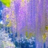 “紫 藤 萝 瀑 布”
