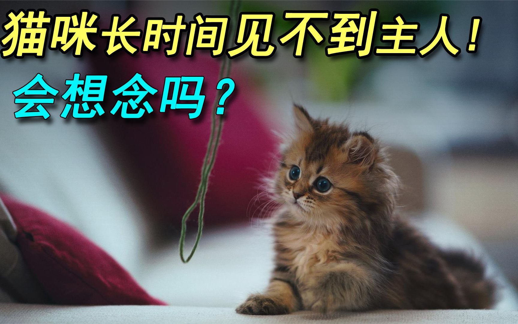 猫咪长时间见不到主人，会想念吗？它们是怎样表达想念的？