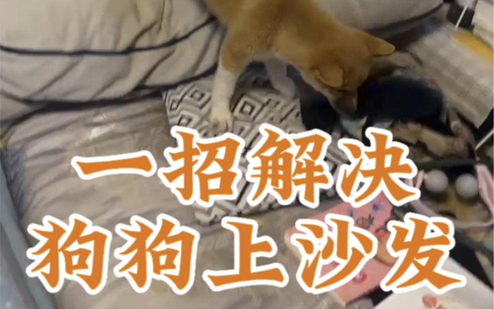 一招解决狗狗上沙发
