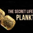【Ted-ED】浮游生物的秘密生活 The Secret Life Of Plankton