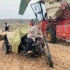 河南农民冒雨抢收小麦，10分钟一亩地，颗粒饱满，看看产量咋样？