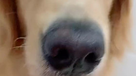 1dd4f443b508c4fbff7ff3c77d9d023d5e36c93e.jpg@280w_158h_1c_100q.jpg