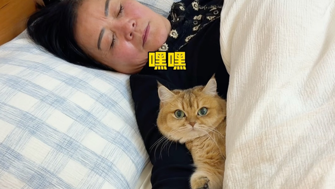 小猫咪征服长辈珍贵视频流出