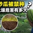 “戈壁西瓜”——硒砂瓜被局部禁种？它对土壤的危害有多大？