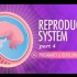 【10分钟速成课：解剖与生理】第43集 - 生殖系统 part 4 怀孕与发育