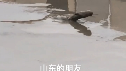 Found it on the beach. Is it an ivory clam?