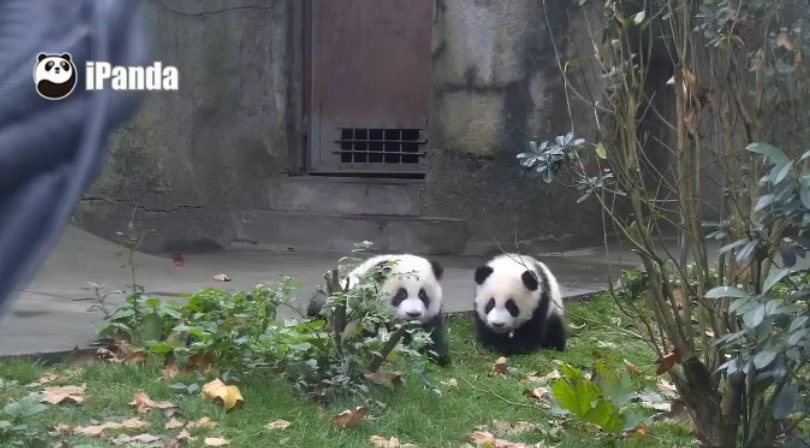 20191120大熊猫绩笑成风好蜜友一起走