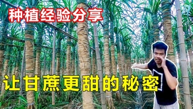 1ded1f89a13daff7156b6958579665db6671d963.jpg@280w_158h_1c_100q.jpg