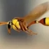 如果蜜蜂灭绝了人类还能活多久@油兔不二字幕组